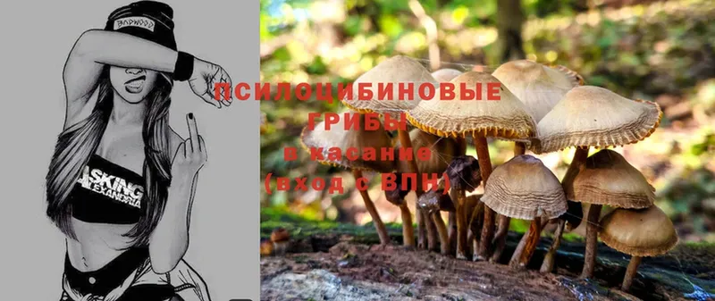 магазин    Карпинск  Галлюциногенные грибы Magic Shrooms 